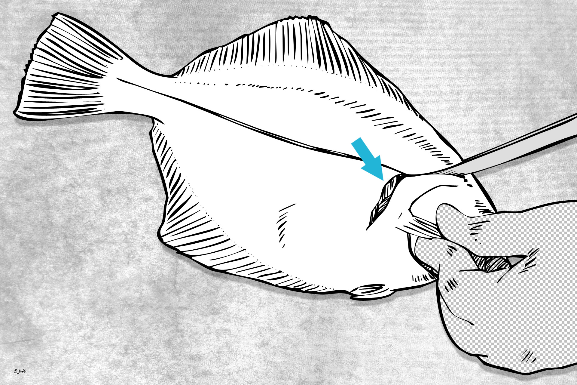 plattfisch richtig filetieren